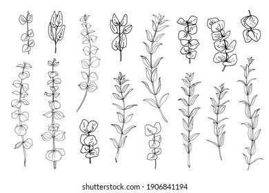 Flowers vector line drawing. Eucalyptus  drawn by a black line on a white background. 