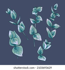 Flores dibujando líneas vectoriales. Eucalipto dibujado por un color sobre un fondo blanco. 