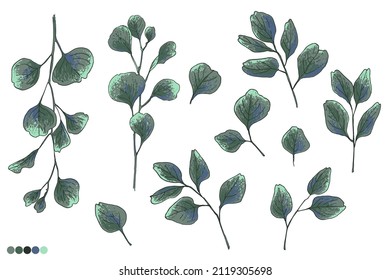 Flowers vector line drawing. Eucalyptus  drawn by a color line on a white background. 