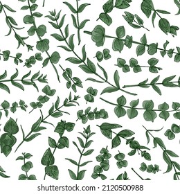 Flowers vector line drawing. Eucalyptus drawn green