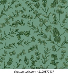 Flowers vector line drawing. Eucalyptus drawn green