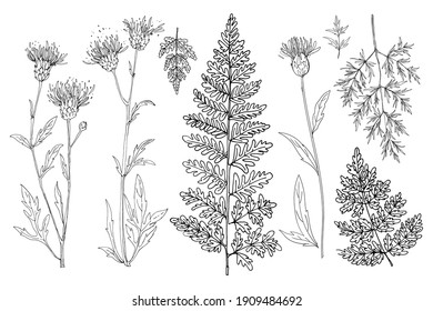 Flowers vector line drawing. Ferns. Forest and meadow flowers and herbs drawn by a black line on a white background. 