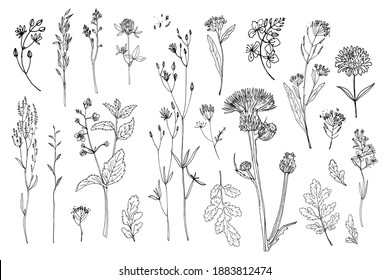 Flowers vector line drawing. Field herbs and flowers