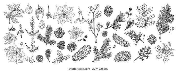 Flowers vector line drawing. Flower drawn by a black line on a white background. Winter plants, holly, cones, Christmas tree branches, Christmas star