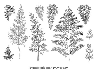 Flowers vector line drawing. Forest herbs, ferns. drawn by a black line on a white background. 