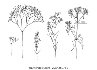 Flores dibujando líneas vectoriales. Flor de gypsophila dibujada por una línea negra sobre un fondo blanco. 