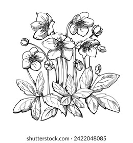 Flowers vector line drawing. Hellebore floral botanical flower with bud and leaves. Wild spring flowers isolated. Isolated illustration element on white background.