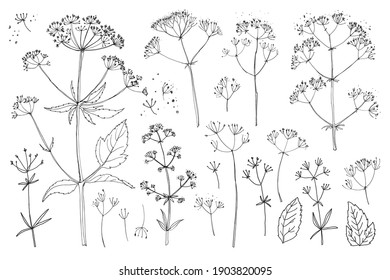 Flowers vector line drawing. Herbs and flowers painted black line. Wildflowers