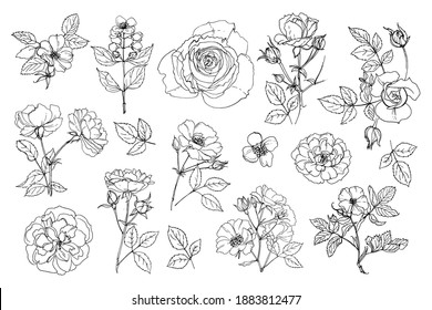 27,833 Jasmine rose Images, Stock Photos & Vectors | Shutterstock
