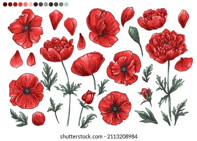 Flowers vector line drawing. Poppies drawn by a color on a white background. 
