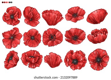 Flowers vector line drawing. Poppies drawn by a color on a white background. 
