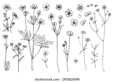 Flowers vector line drawing. Wildflowers. Buttercups. Wedding decorations.