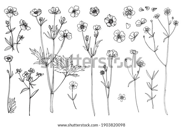 Flowers vector line drawing. Wildflowers.\
Buttercups. Wedding\
decorations.
