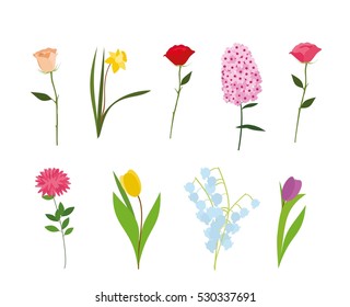 Flowers vector set. Flowers isolated on white background. Set of rose, narcissus, peony, aster, lily, tulip isolated on white background.