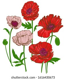 Flowers vector template. Poppies each flower separately