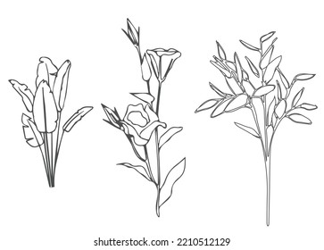 Flowers vectors illustration. banana leaves. doodle floral with flower blooming. Ink sketch, decorative herbal doodle, art style for design medicine, wedding invitation, greeting card, floral cosmetic