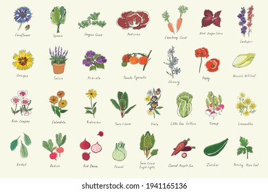 Flowers and vegetables, herbs spring illustrations set