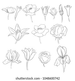 flowers, vintage vector floral set of isolated elements in victorian style, imitation of engraving, hand drawn design elements