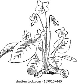 The flowers of Viola Blanda are tilted and bent downwards. The heart shaped leaves have increased with long stalk, vintage line drawing or engraving illustration.