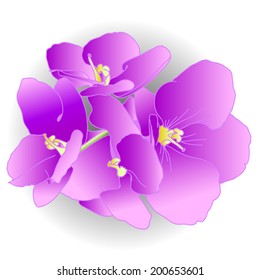 flowers of violet on a white background vector