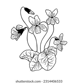 Flores Violet. Ilustración de material vectorial eps10. Aislar sobre un fondo blanco, contorno.