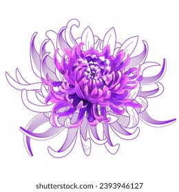 Flowers watercolor illustration. Chrysanthemum flower isolated on white background. Manual composition. Design for textile, wallpapers, Element for design, Greeting card. 