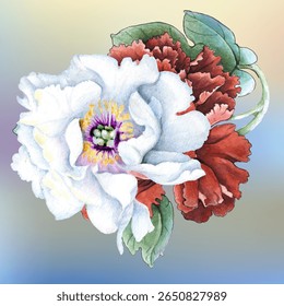 Flowers watercolor illustration. Peony flower isolated on white background. Manual composition. Design for textile, wallpapers, Element for design, Greeting card.
