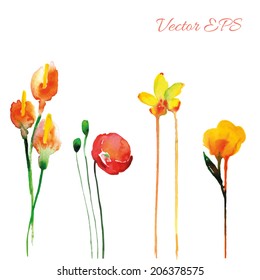 Flowers, watercolor. Vector