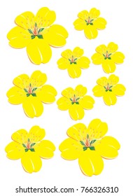 flowers in the white background