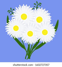 Flowers white  daisy chamomile spring