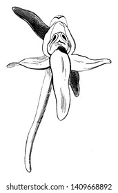 The flowers are white and the length of the stem is about half. Flowers grow in June, vintage line drawing or engraving illustration.