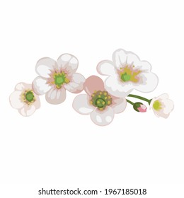 Flowers white meadow Saxifrage. Vector illustration isolated on white background.