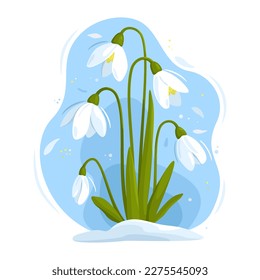 Flowers white snowdrops with leaves growing out of the snow against the sky. Women's Day. Spring is coming. Snowdrop day. Vector illustration, isolated on a white background