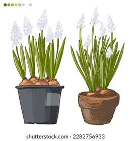 Flores blancas Dibujo de línea vectorial de primavera. Línea Muscari dibujada sobre un fondo blanco. Línea de esbozo.