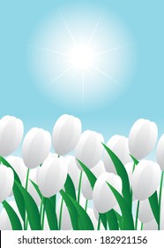Flowers. White tulips against blue the sky and the sun.
