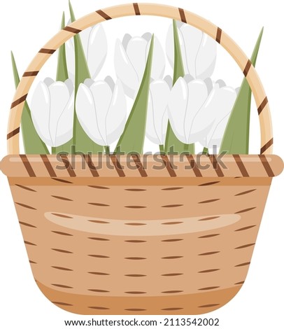 Flowers in a wicker brown basket. White Tulips in a wicker broun basket. 