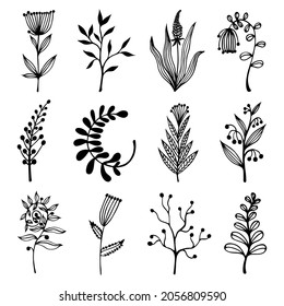 Flowers, wild herbs vector set. Hand-drawn doodles. Plants with inflorescences, branches with round seeds. Monochrome concept for decoration, card design, eco cosmetics, textiles, packaging.