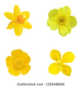 Flowers. Yellow, orange. Set. Vector illustration.