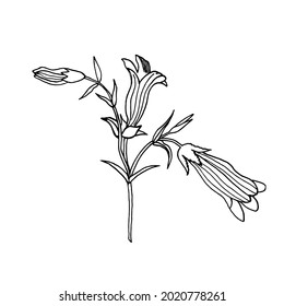 Flowers-bells. Vector illustration of eps10. Hand-made botanical sketch of forest plants.