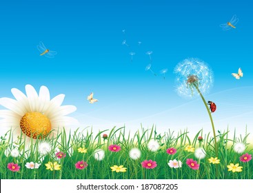 Flowery meadow with daisies