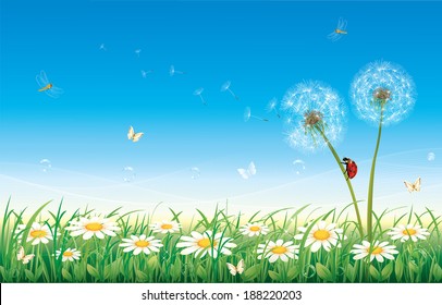 Flowery meadow with daisies