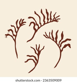 Flt vector kangaroo paw flower illustration