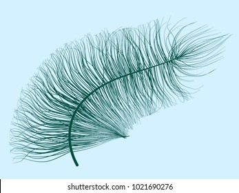 Fluff. Beautiful Hand Drawn Feather. Feather Isolated. Fluff for Wallpaper, Illustration, Carnival, Masquerade, Invitation, Paper, Textile. Decoration Element for Your Design. Blue Feather. Fluffy.