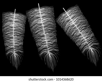 Fluff. Beautiful Hand Drawn Feathers. White Feathers Isolated. Fluff for Wallpaper, Illustration, Carnival, Masquerade, Invitation, Paper, Textile. Decoration Element for Your Design. White Fluff.