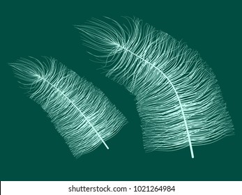 Fluff. Beautiful Hand Drawn Feathers. Feathers Isolated. Fluff for Wallpaper, Illustration, Carnival, Masquerade, Invitation, Paper, Textile. Decoration Element for Your Design. Blue Feathers. Fluffy.