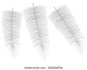 Fluff. Beautiful Hand Drawn Feathers. Feathers Isolated. Fluff for Wallpaper, Illustration, Carnival, Masquerade, Invitation, Paper, Textile. Decoration Element for Your Design. Grey Feathers. Fluffy.