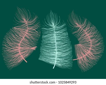 Fluff. Beautiful Hand Drawn Feathers. Feathers Isolated. Fluff for Wallpaper, Illustration, Carnival, Masquerade, Invitation, Paper, Textile. Decoration Element for Your Design. Blue Feathers. Fluffy.