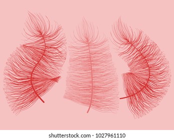 Fluff. Beautiful Hand Drawn Feathers Isolated. Red Fluff for Wallpaper, Illustration, Carnival, Masquerade, Invitation, Paper, Textile. Decoration Element for Your Design. Feather. Angelic.
