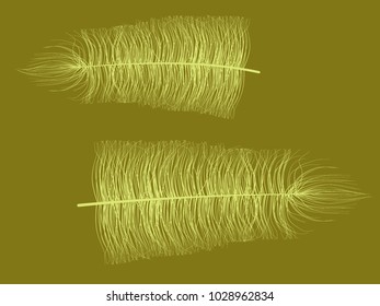 Fluff. Beautiful Hand Drawn Feathers Isolated. Fluff for Wallpaper, Illustration, Carnival, Masquerade, Invitation, Paper, Textile. Decoration Element for Your Design. Feather. Angelic.