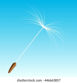 fluff dandelion isolated on a blue background